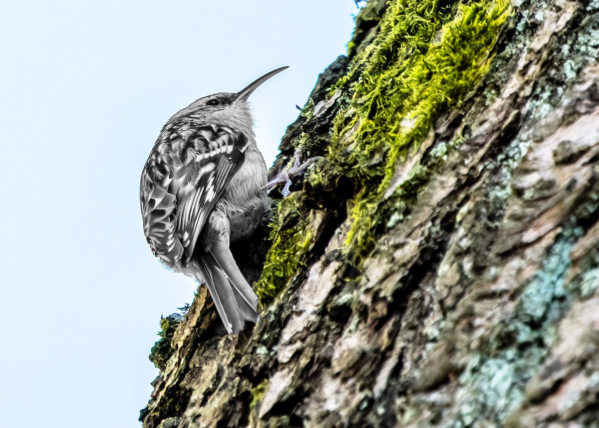 Short-toed Treecreeper - ML634301248