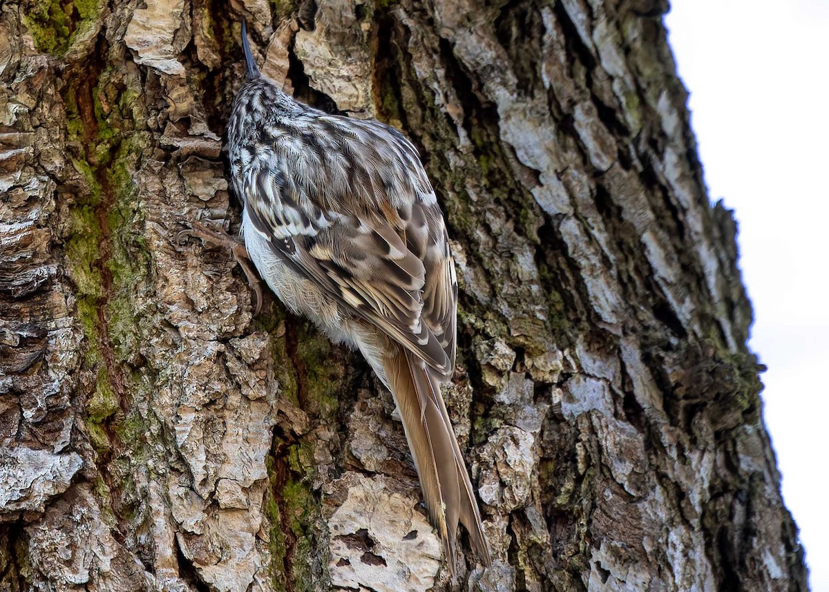 Short-toed Treecreeper - ML634301249