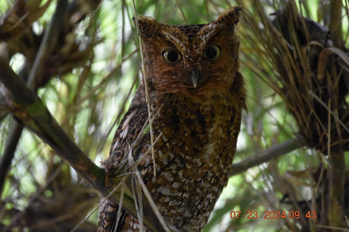 Bare-shanked Screech-Owl - ML634301314