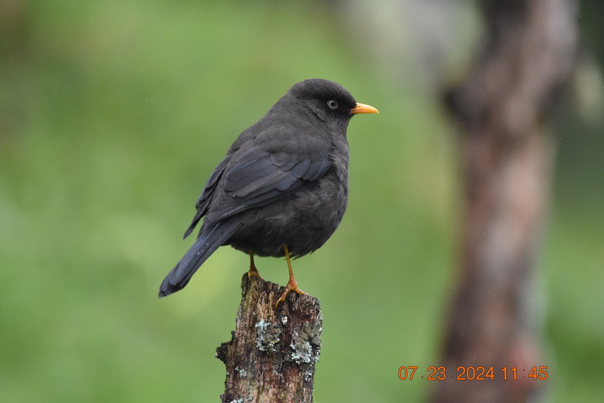 Sooty Thrush - ML634301461
