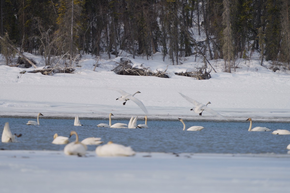 Trumpeter Swan - ML634301535