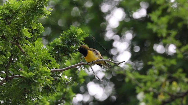 Ornate Sunbird - ML634301667