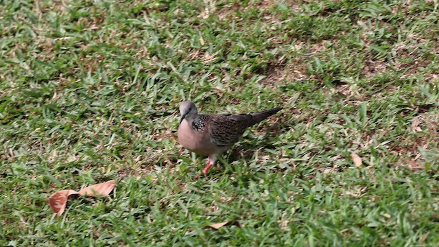 Spotted Dove - ML634301674