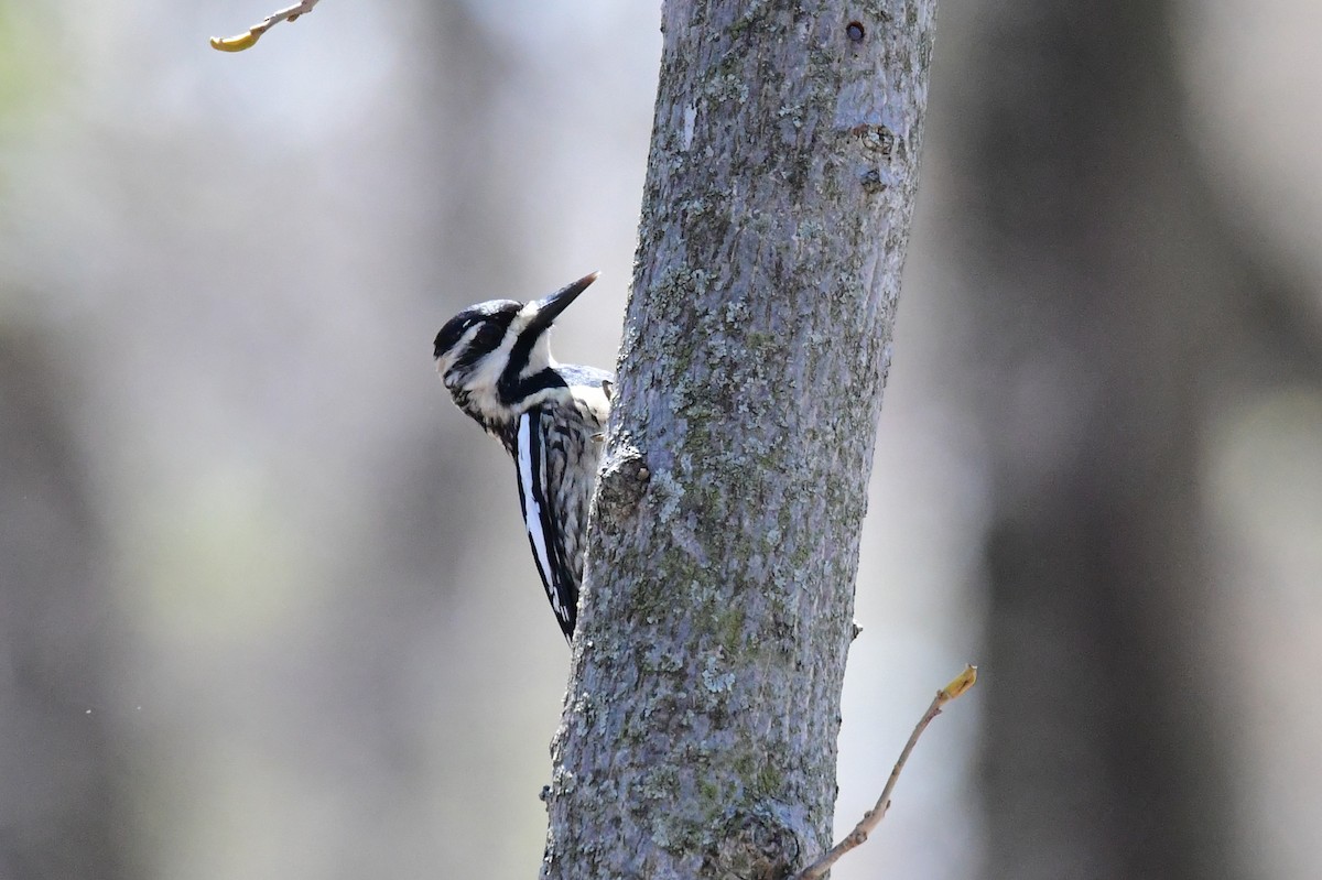 Yellow-bellied Sapsucker - ML634301919