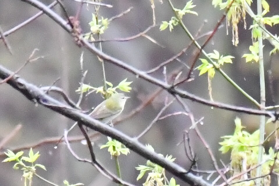 Tennessee Warbler - ML634301929