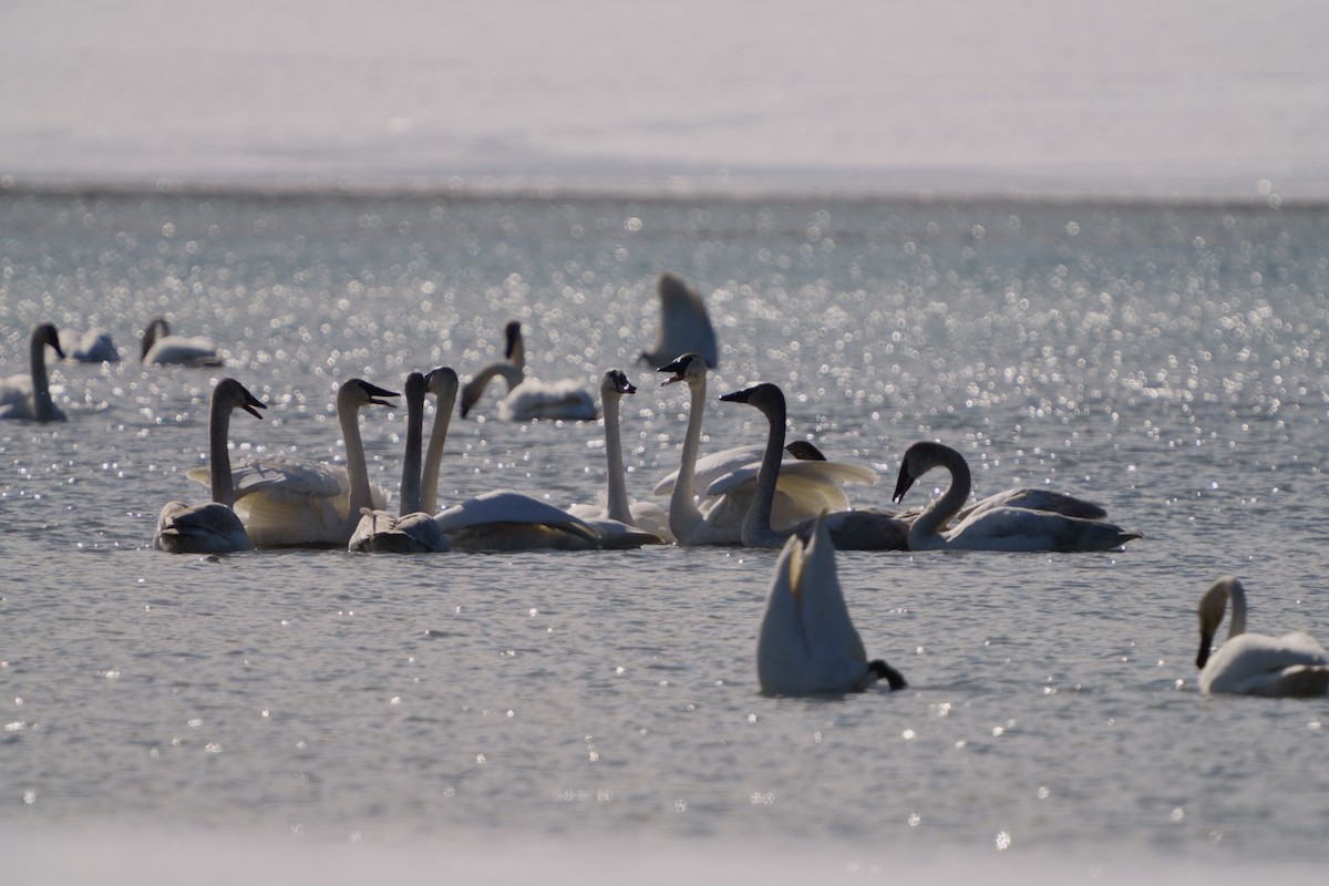 Trumpeter Swan - ML634301962