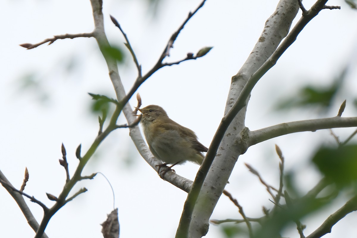 Iberian Chiffchaff - ML634301967