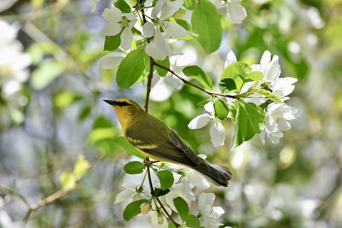 Blauflügel-Waldsänger - ML634301979