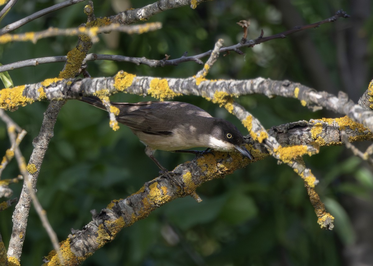 Western Orphean Warbler - Toby Carter