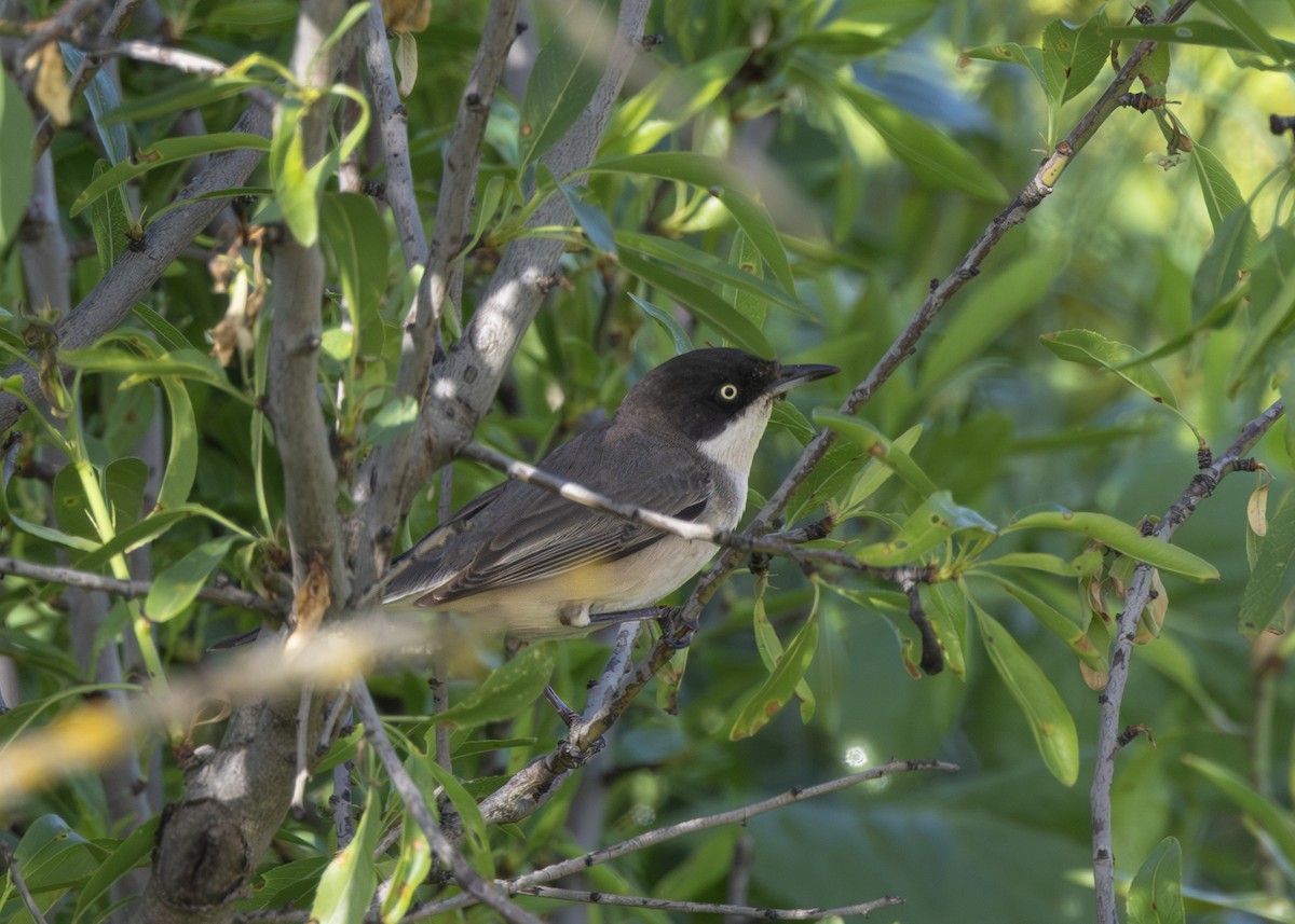 Western Orphean Warbler - Toby Carter