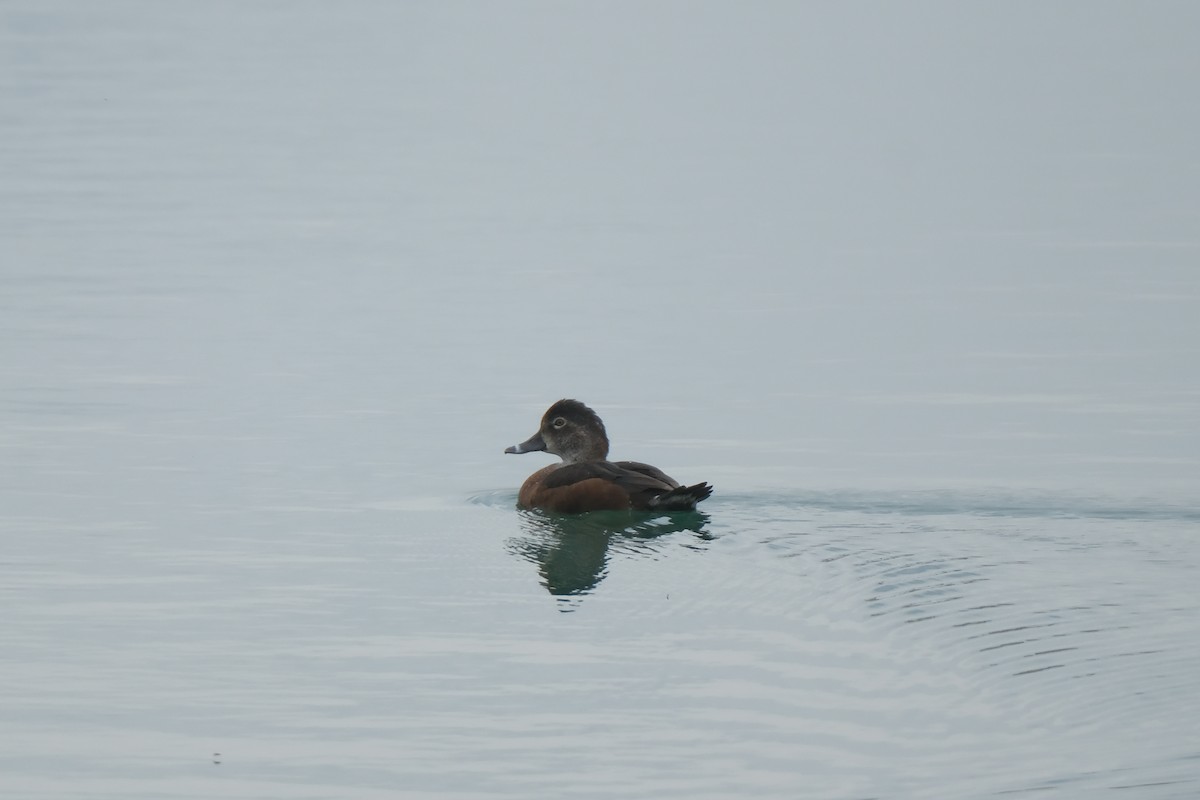 Ring-necked Duck - ML634302106