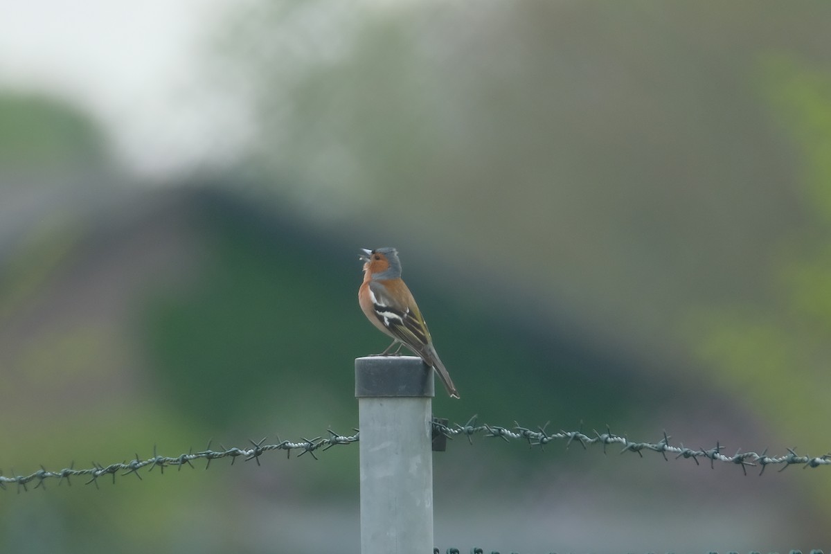 Common Chaffinch - ML634302128