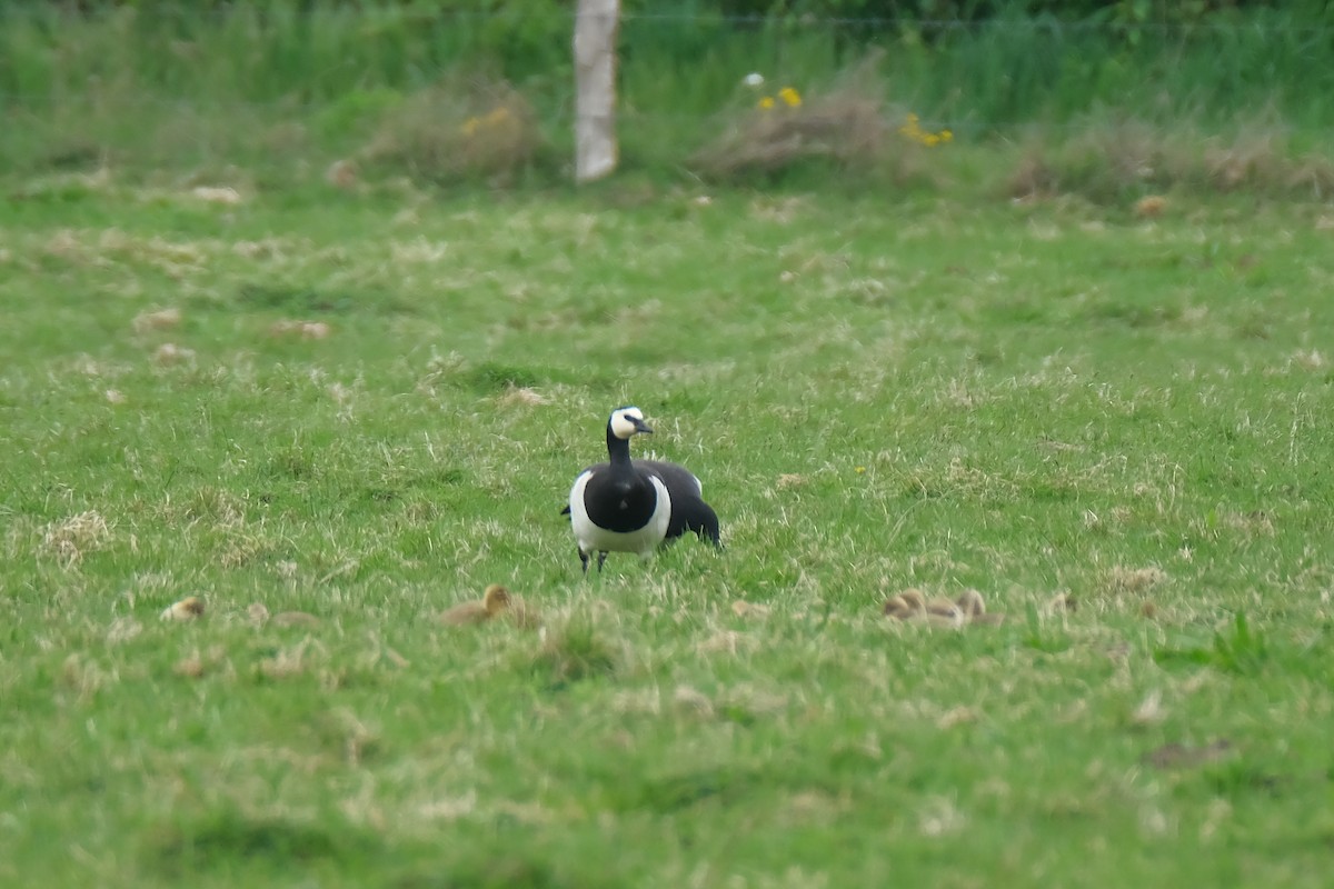 Barnacle Goose - ML634302217