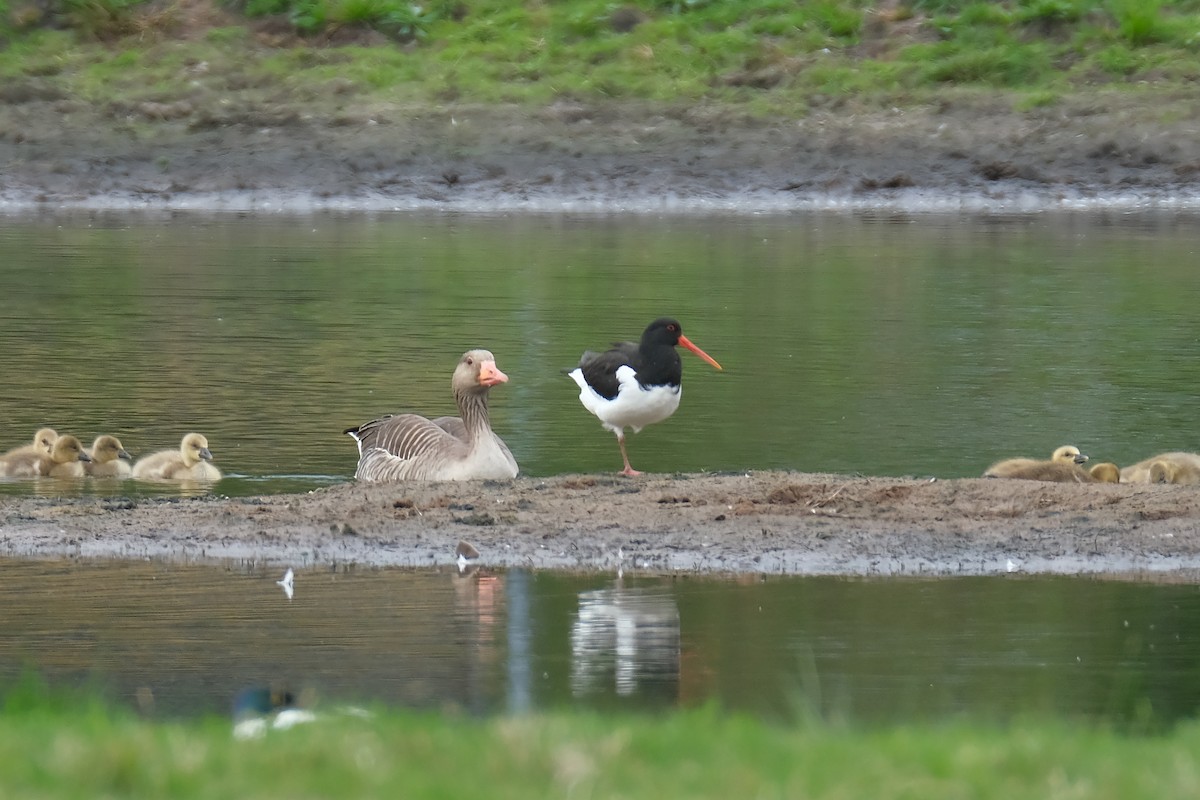 Eurasian Oystercatcher - ML634302227
