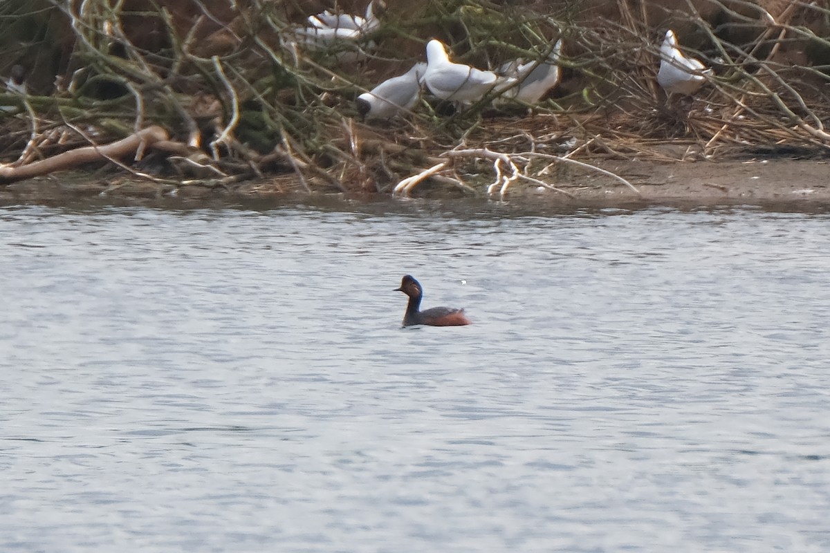 Eared Grebe - ML634302234