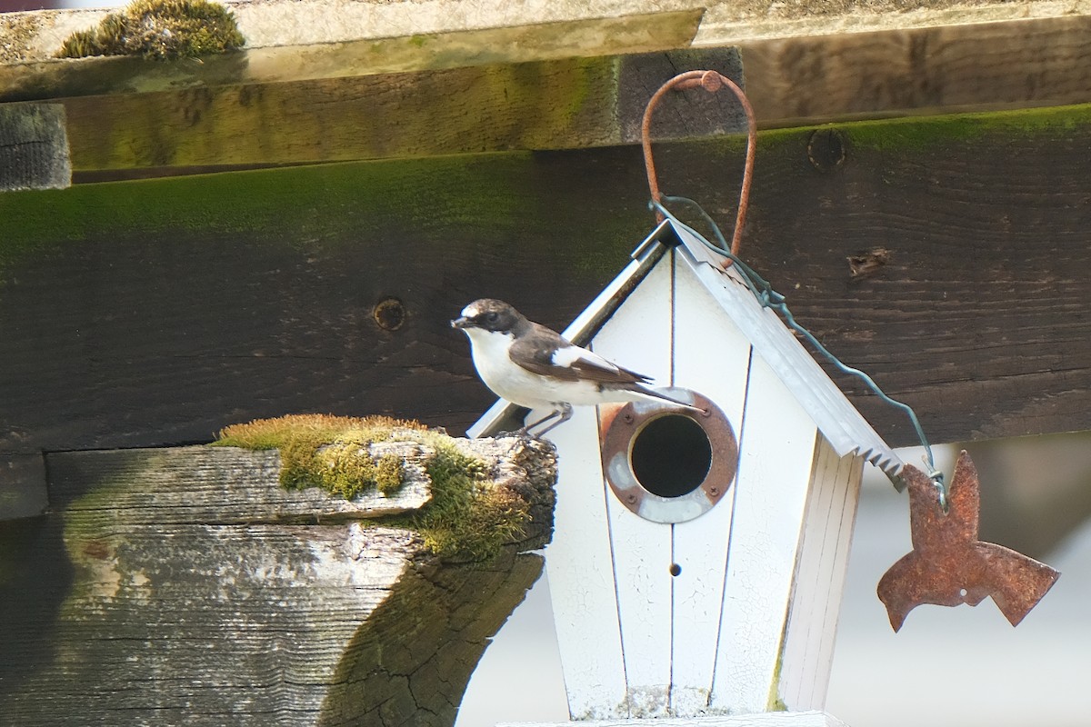 European Pied Flycatcher - ML634302250