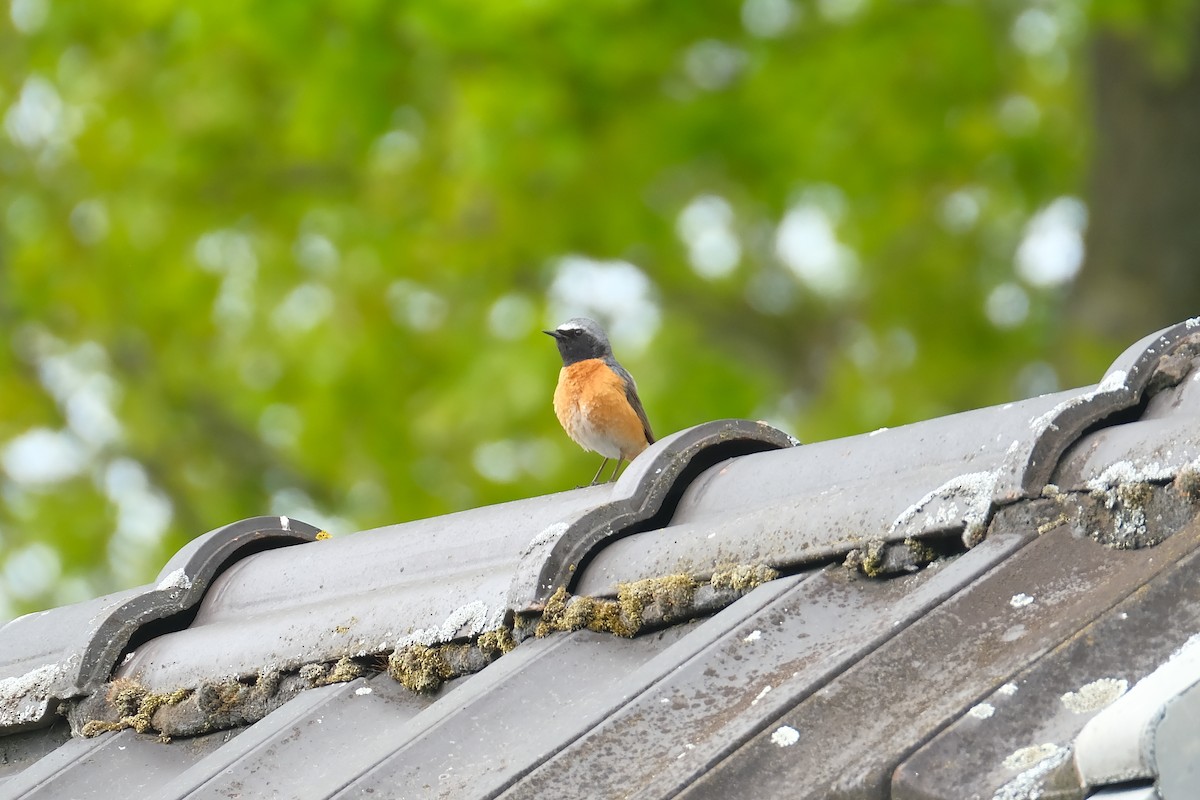 Common Redstart - ML634302253