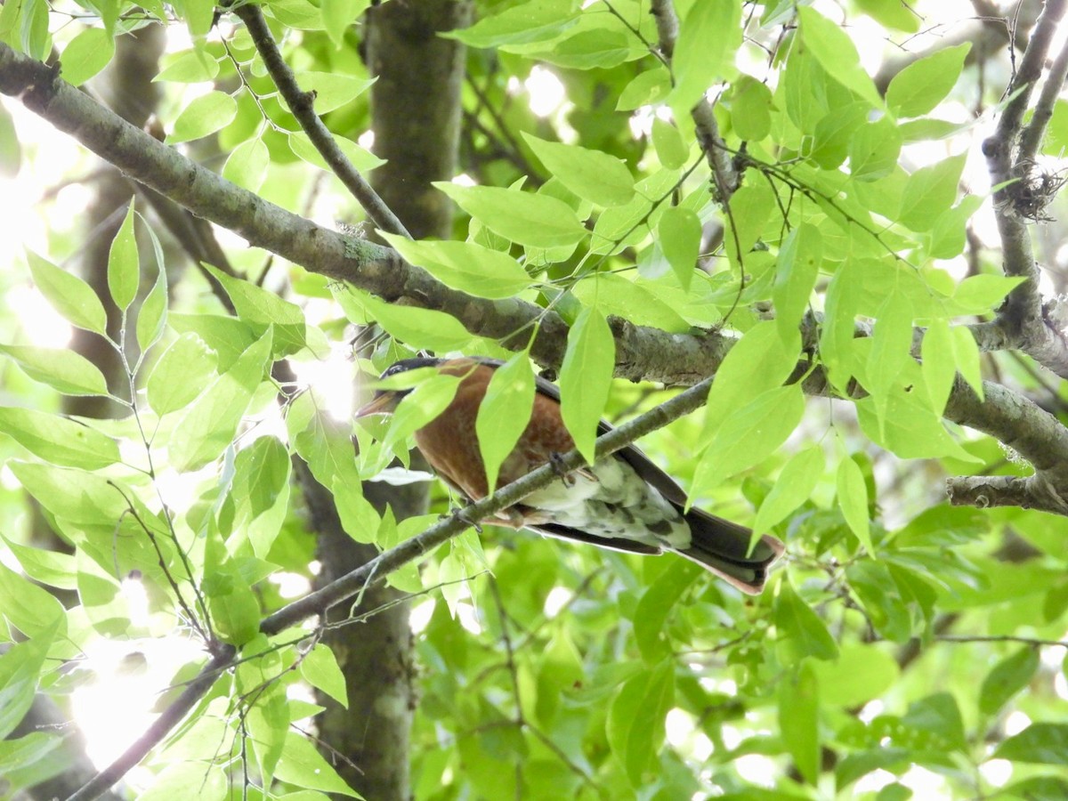 American Robin - ML634302261