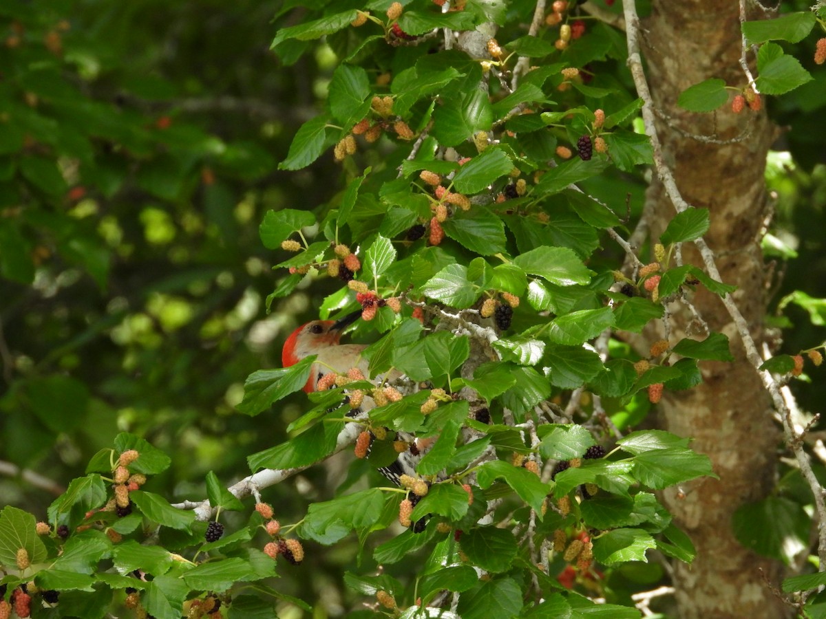 Red-bellied Woodpecker - ML634302280