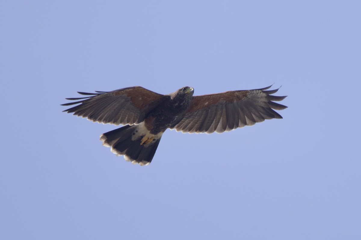 Harris's Hawk - Anne Bielamowicz