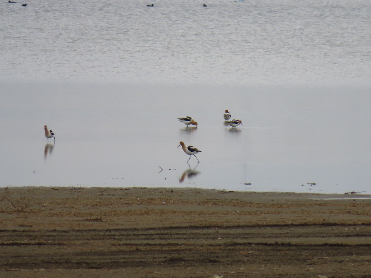 American Avocet - ML634302634