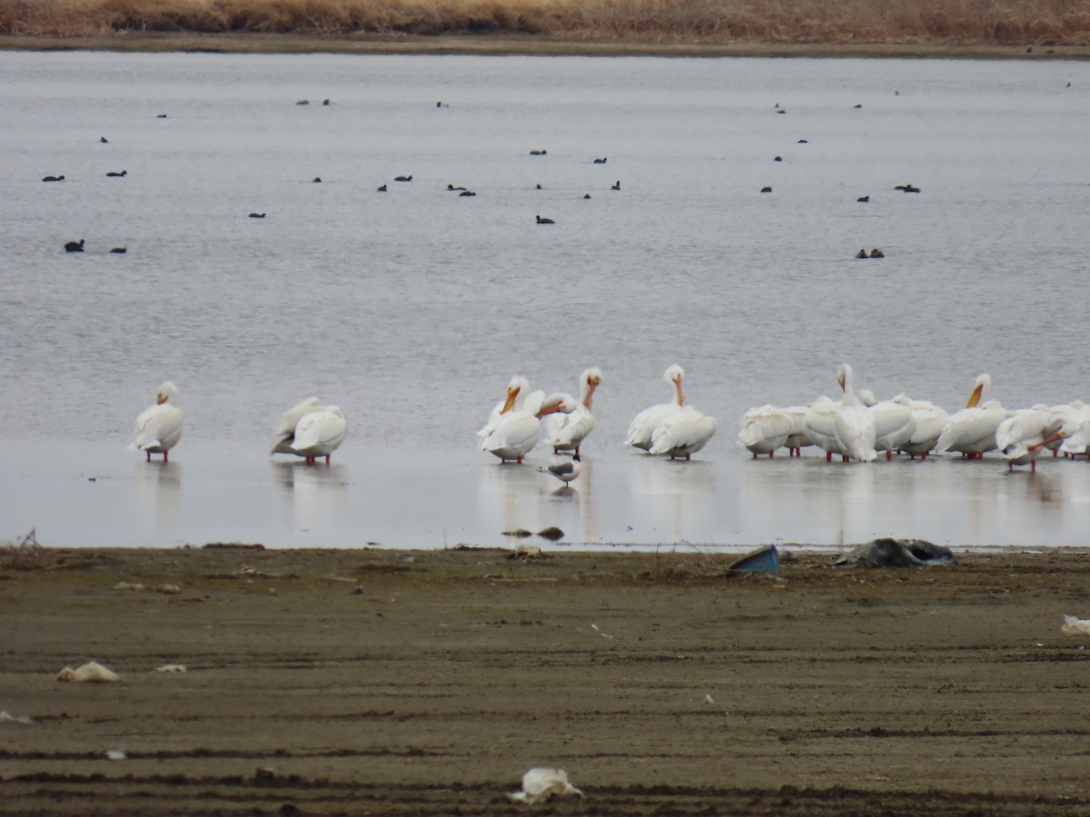 American White Pelican - ML634302636