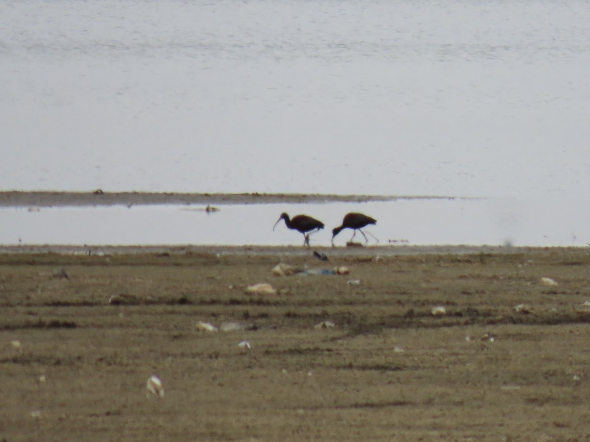 White-faced Ibis - ML634302664