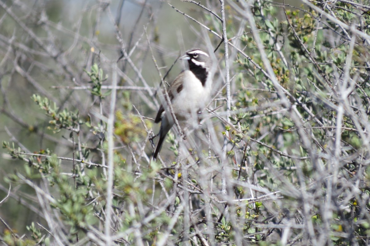 Black-throated Sparrow - ML634302756