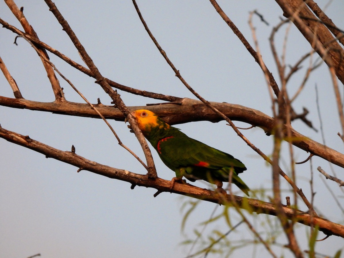 Yellow-headed Amazon - ML634302797