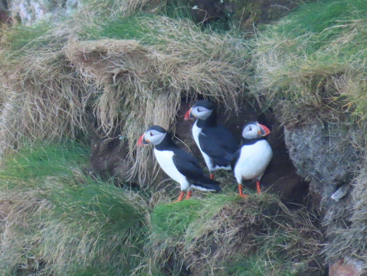 Atlantic Puffin - ML634302798
