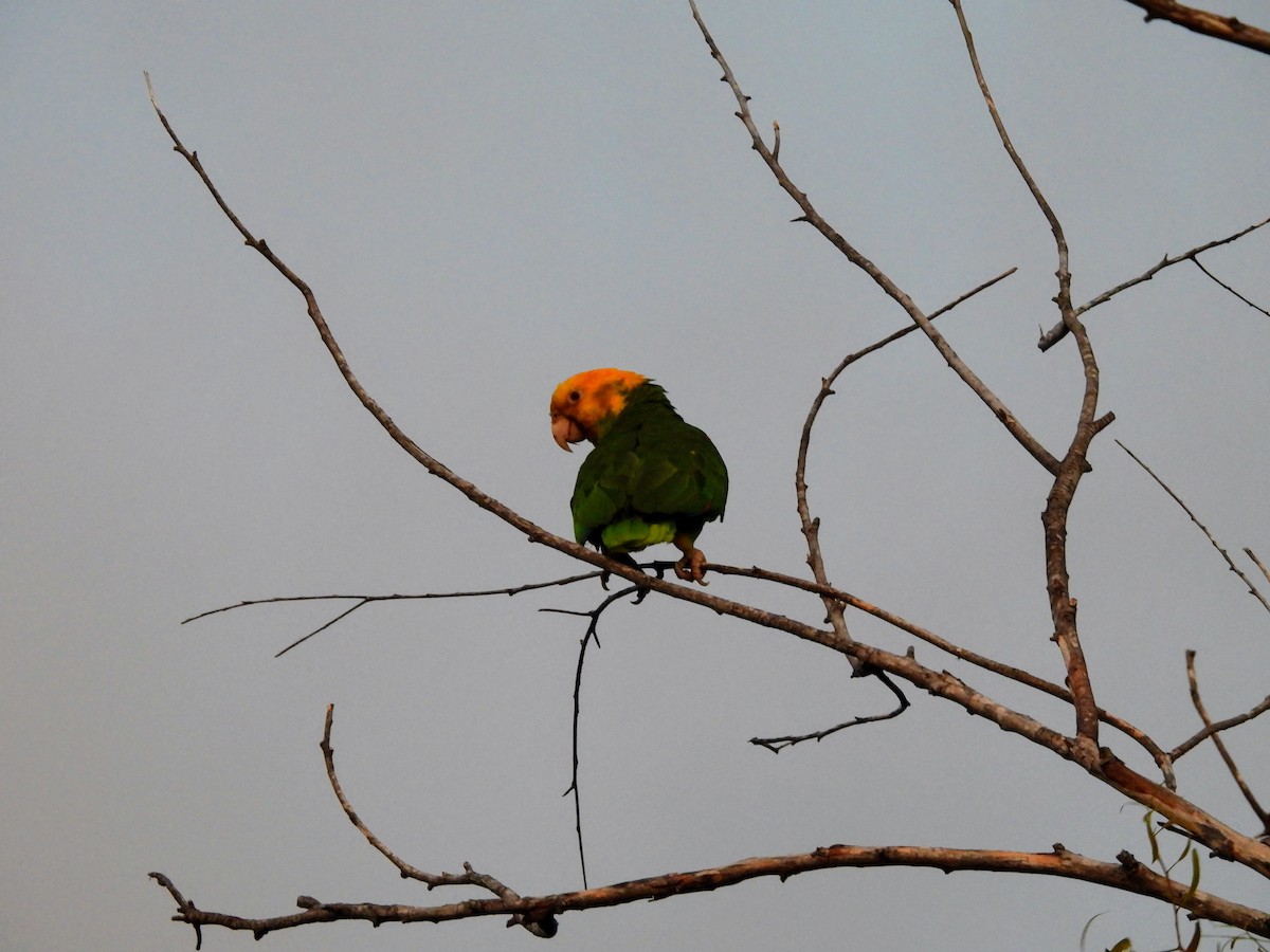 Yellow-headed Amazon - ML634302804