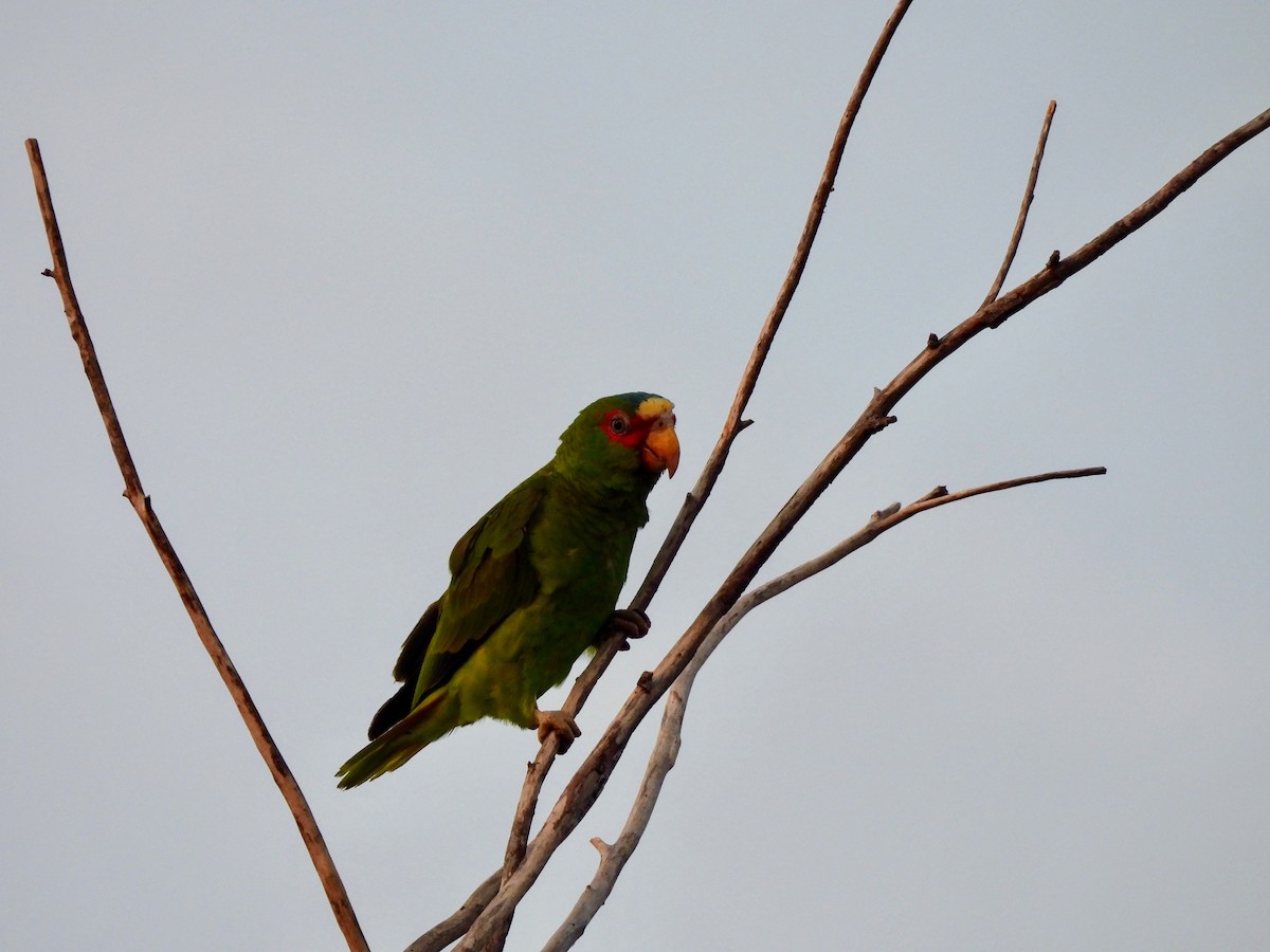 White-fronted Amazon - ML634302848