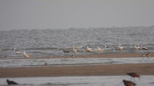 Crab-Plover - ML634302895