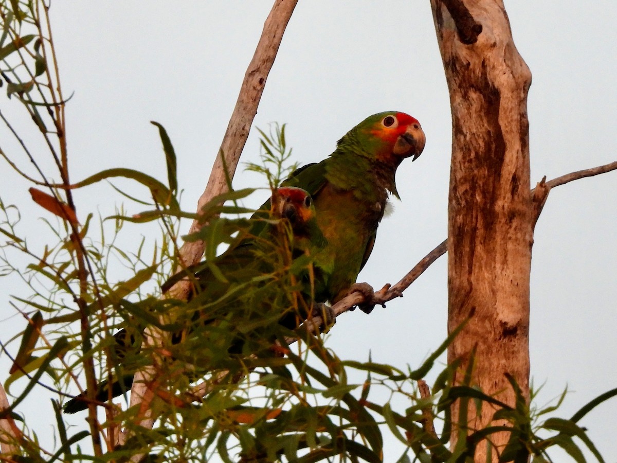 Red-lored Amazon - ML634302897