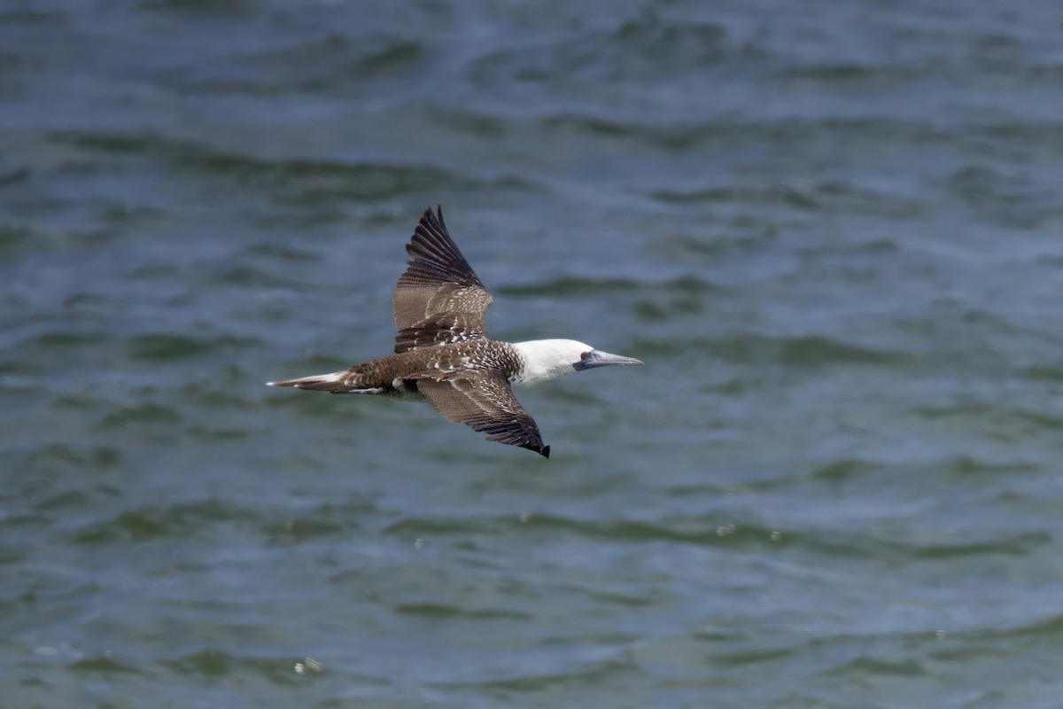 Peruvian Booby - Anne Bielamowicz
