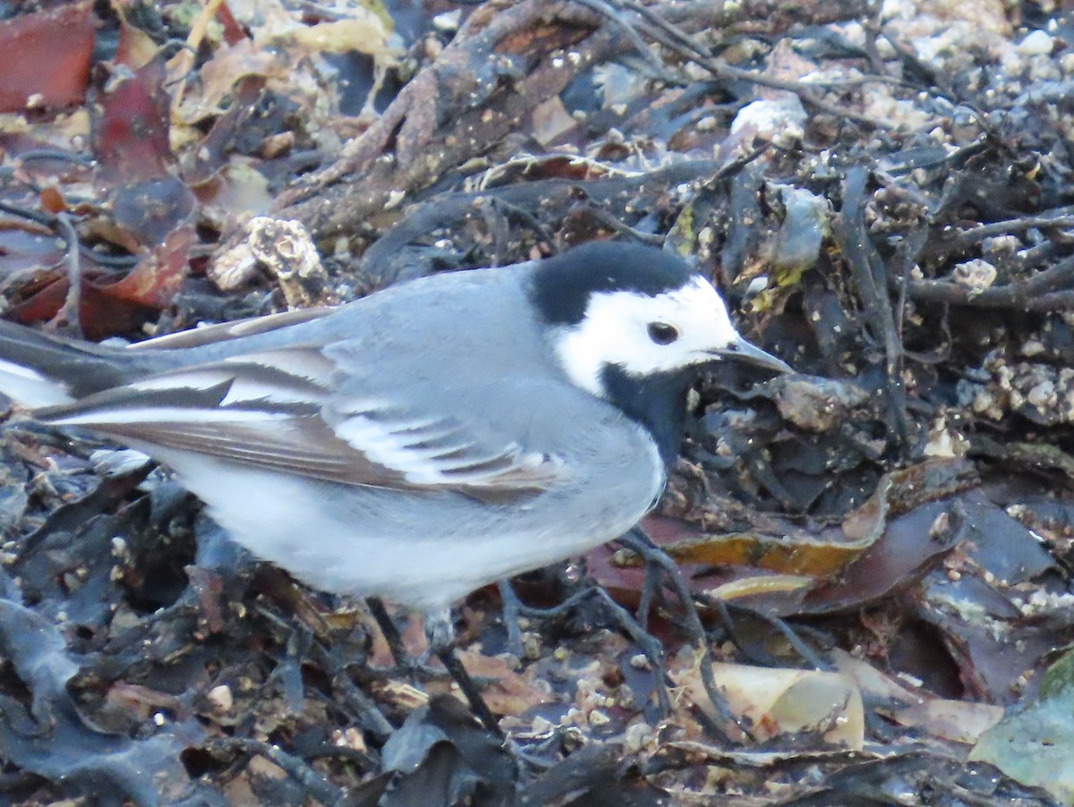 White Wagtail (White-faced) - ML634302919