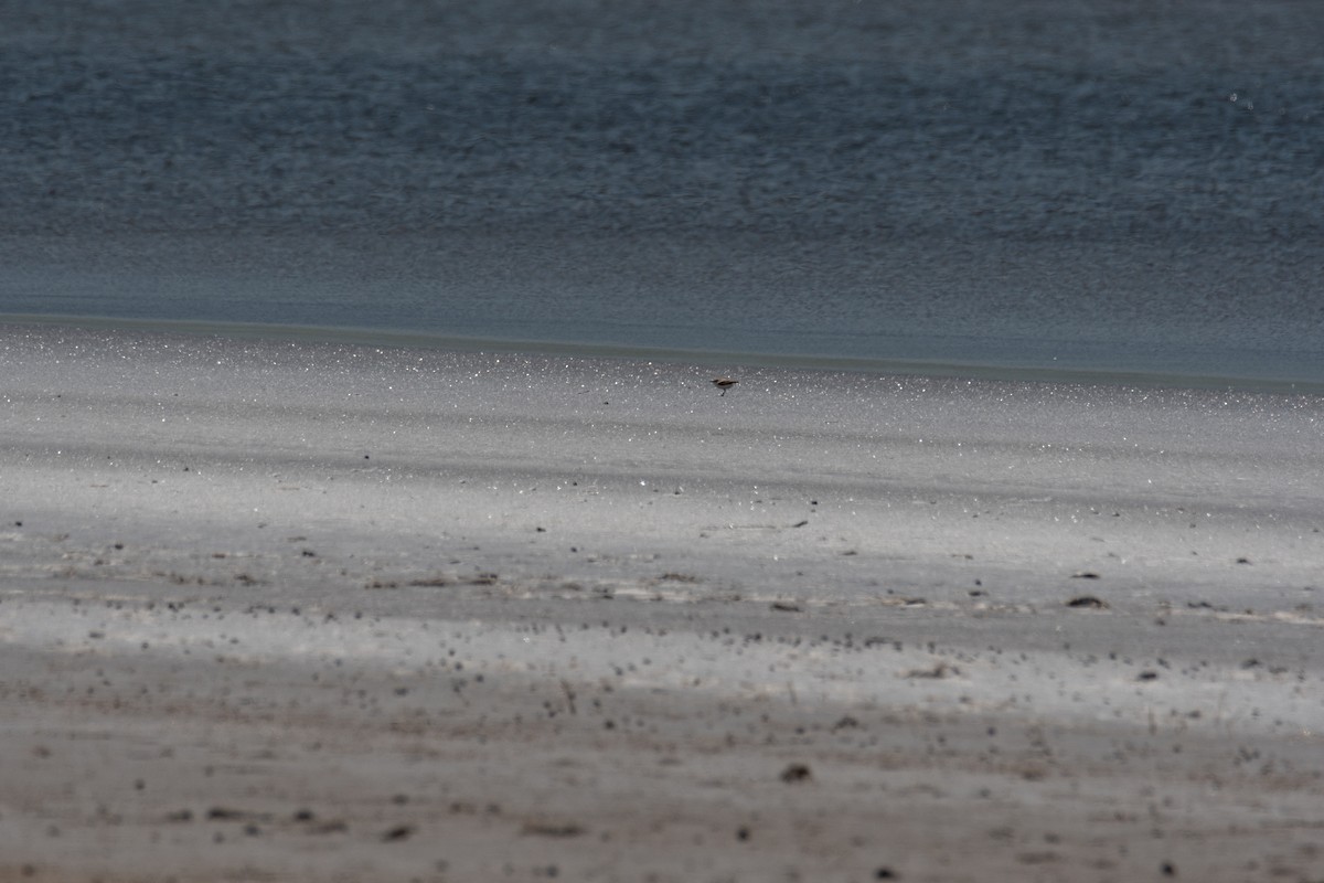Snowy Plover - ML634302969