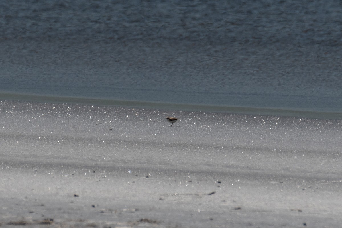 Snowy Plover - ML634302996
