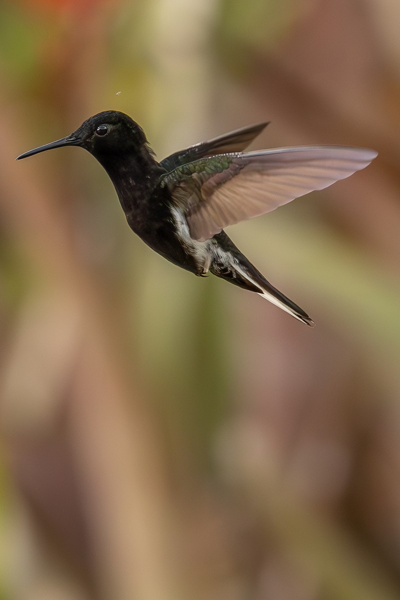 Black Jacobin - ML634303049
