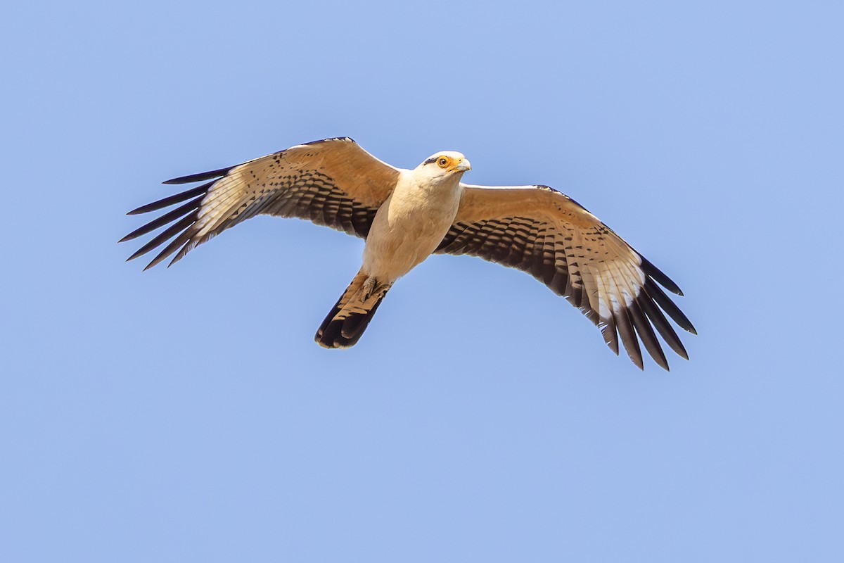 Yellow-headed Caracara - ML634303098