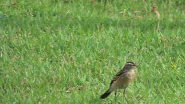 Spectacled Tyrant - ML634303146