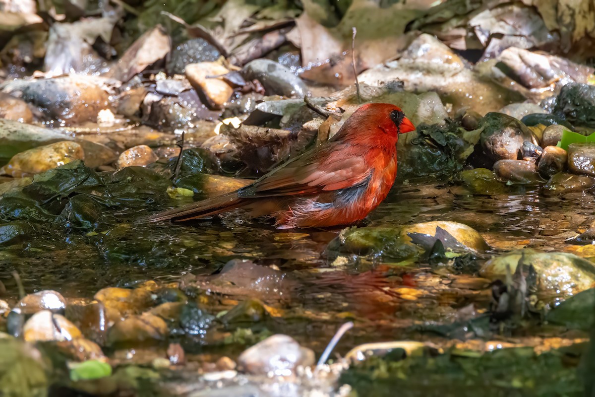 Northern Cardinal - ML634303550