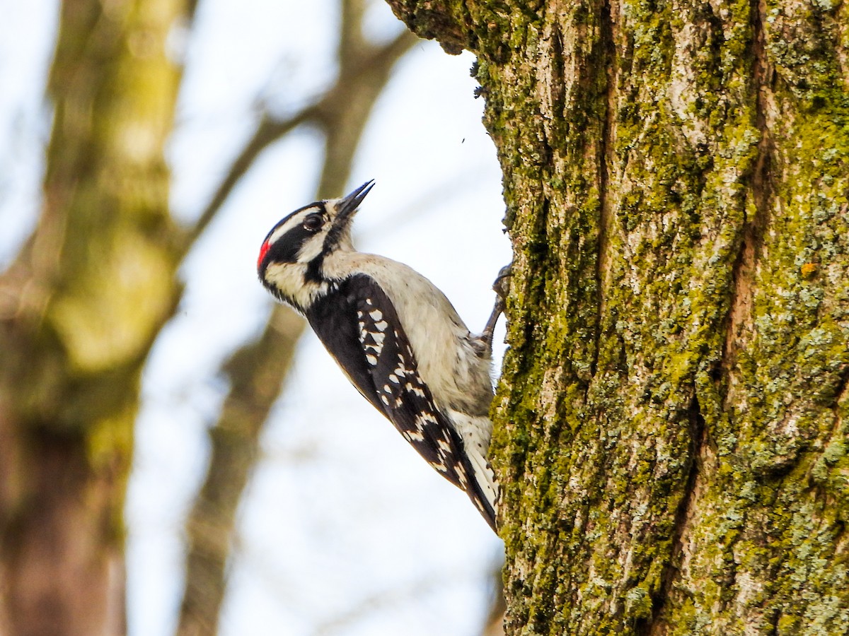 Downy Woodpecker - ML634303553