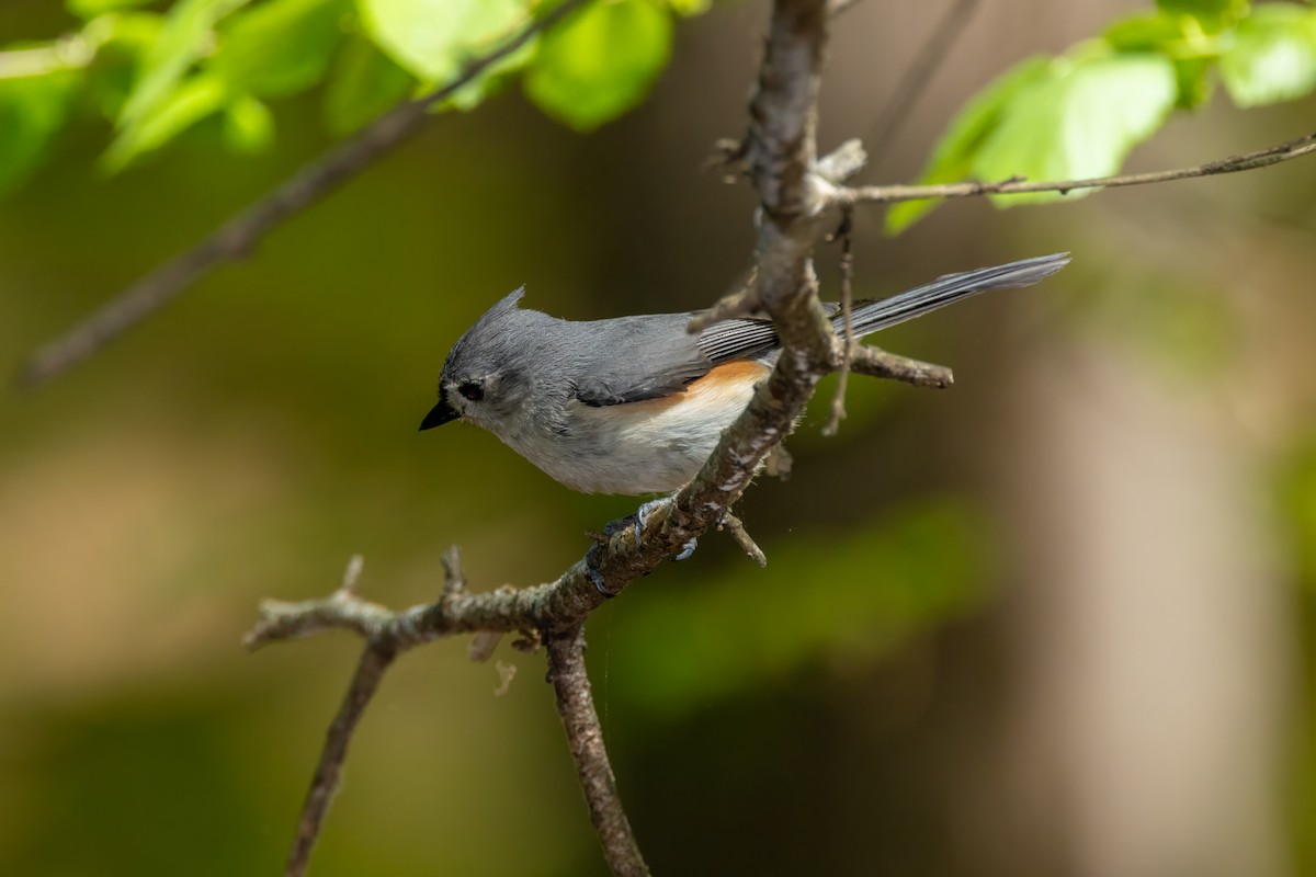 Tufted Titmouse - ML634303560
