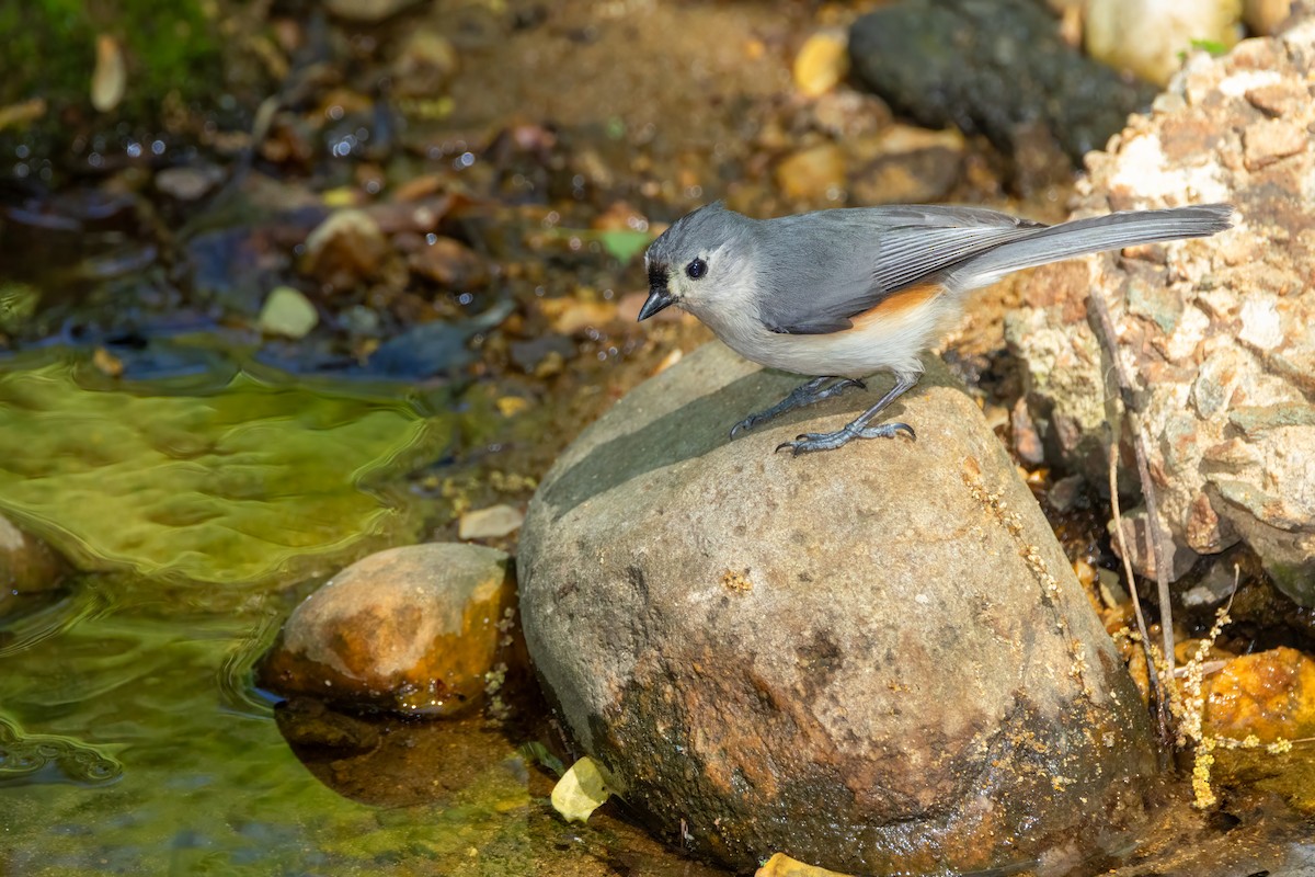 Tufted Titmouse - ML634303563