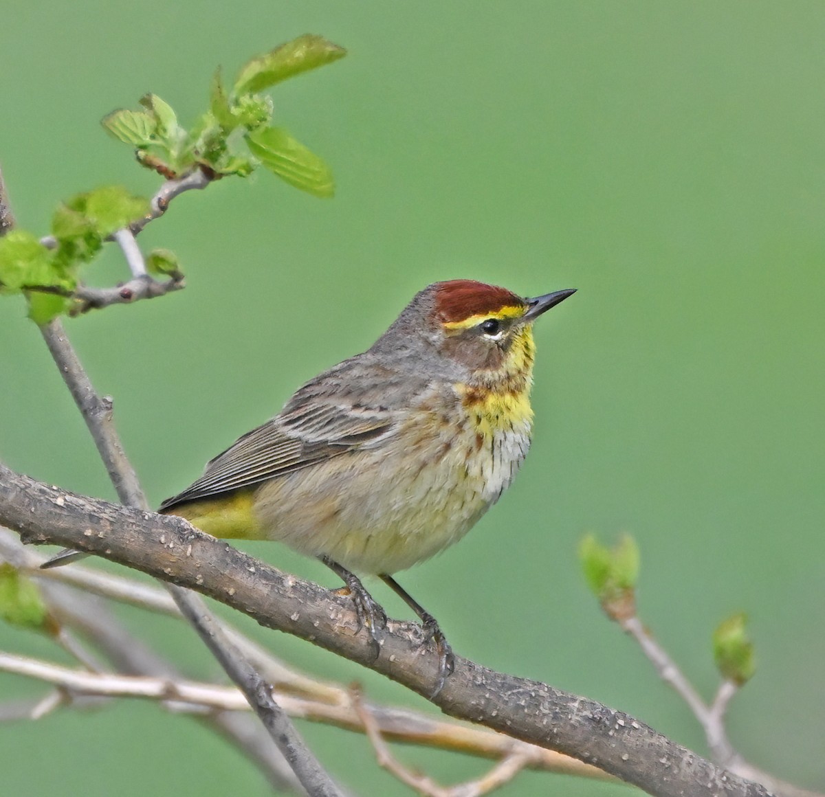 Palm Warbler - Elizabeth Winter