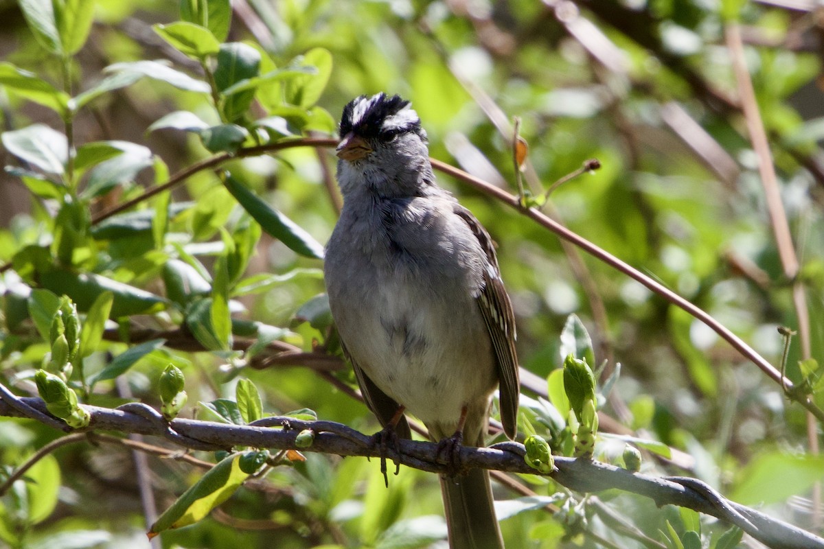 White-crowned Sparrow - ML634303836