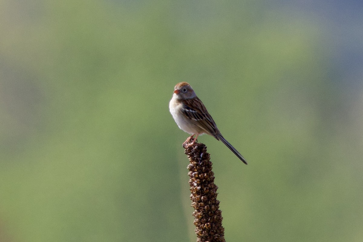 Field Sparrow - ML634303851