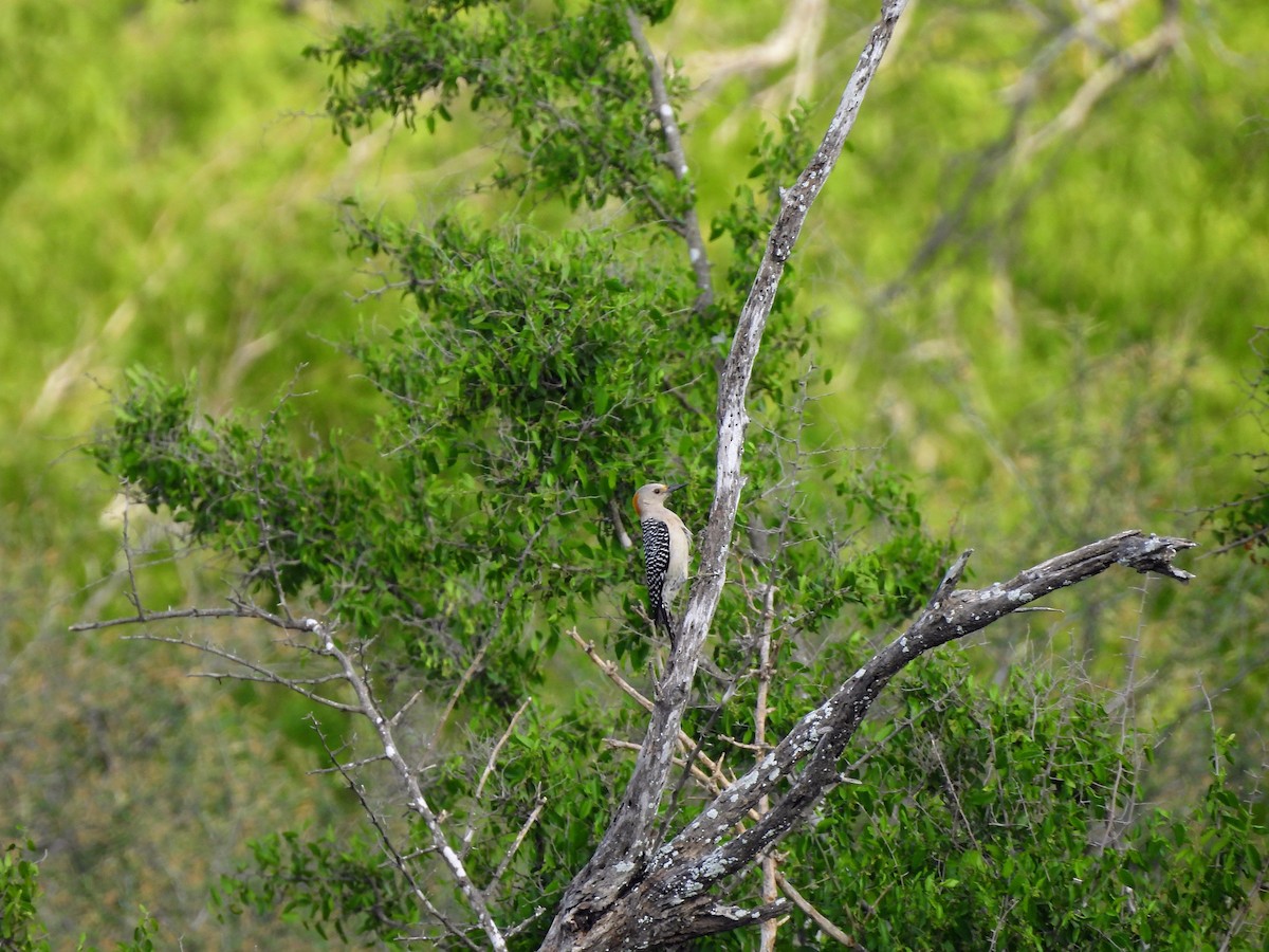 Golden-fronted Woodpecker - ML634303853