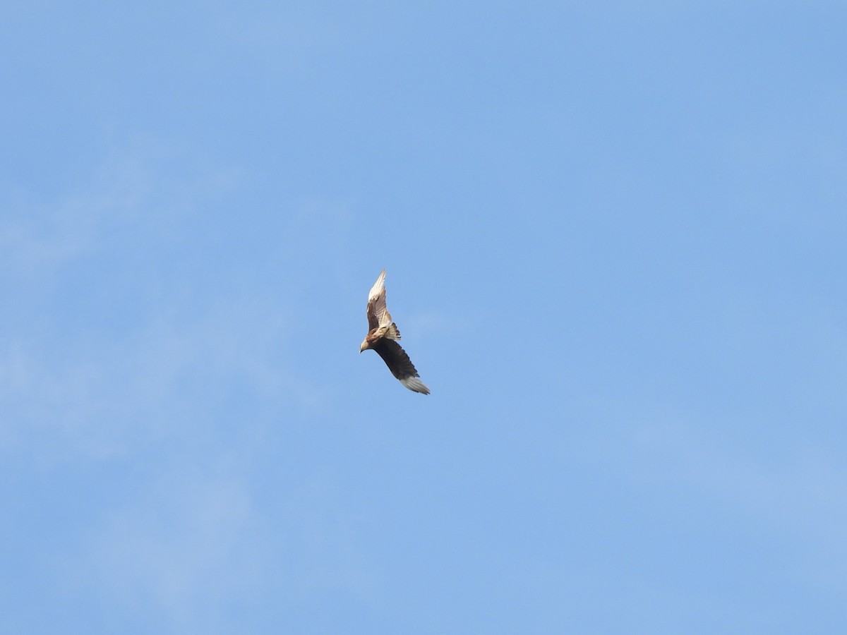 Crested Caracara - ML634303862